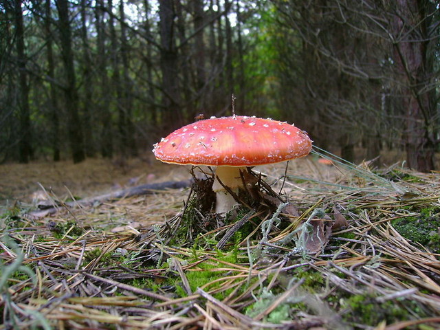 symetria?
