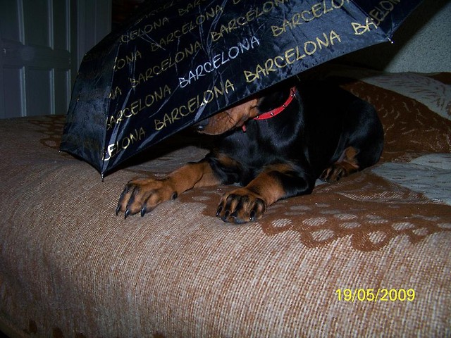 Wpis becia9294