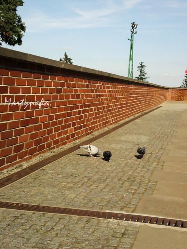 gobki.