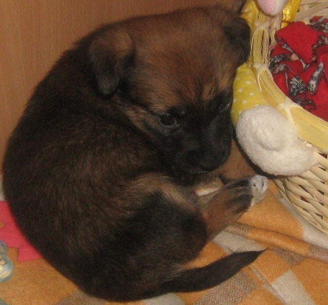 moj.e