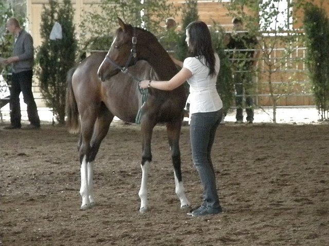 Wpis stevenka
