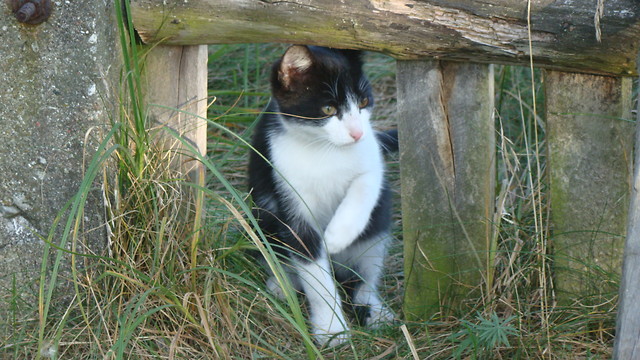 mrau.