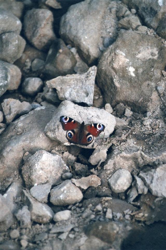 Schmetterling