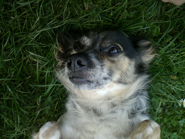 Roksi :**