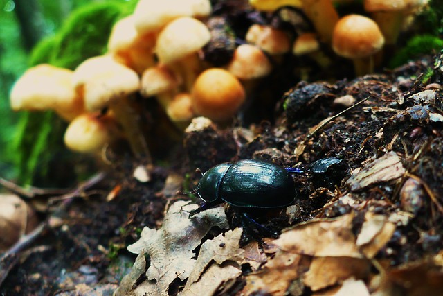 spring beetle