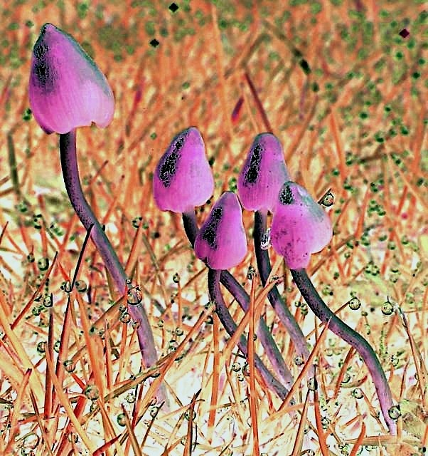 Psylocibe Semilanceata