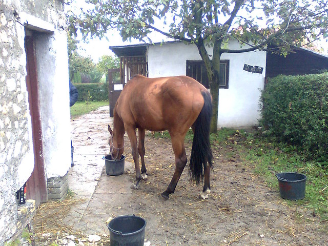 Wpis indigoboy