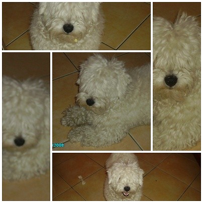 Wpis sweetmydog