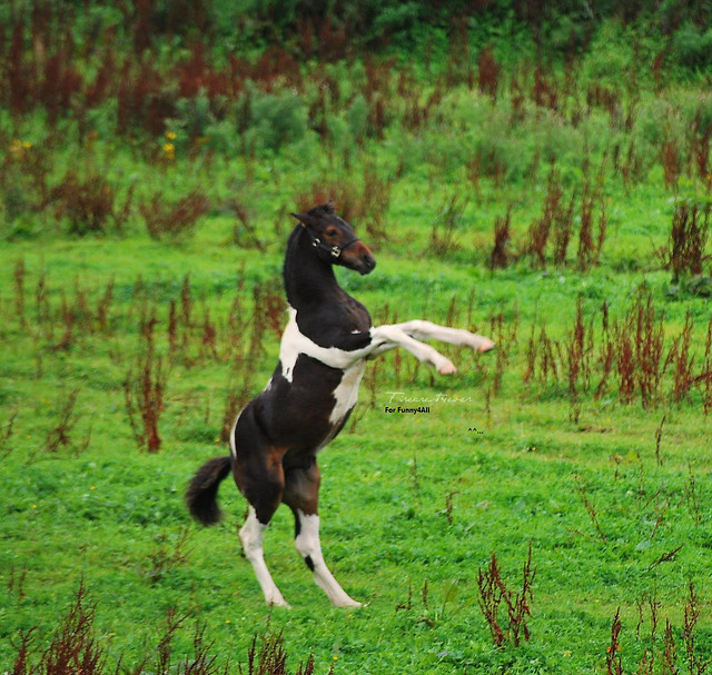 Konik na Nogach