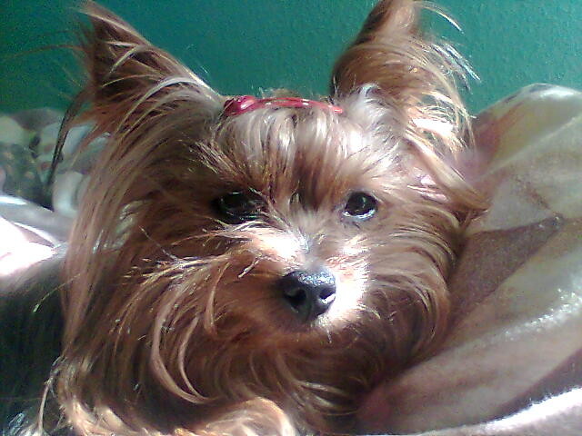 jessi.