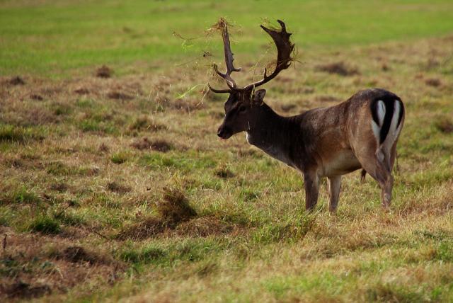 Phoenix Park IX