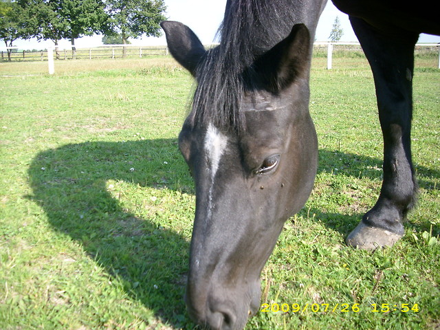 Gigant :P
