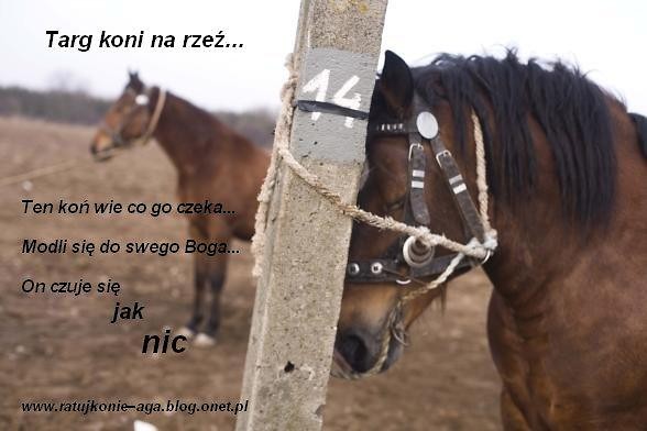 Wpis domikoniara