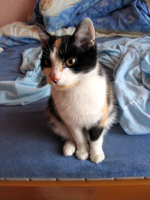 Kira 