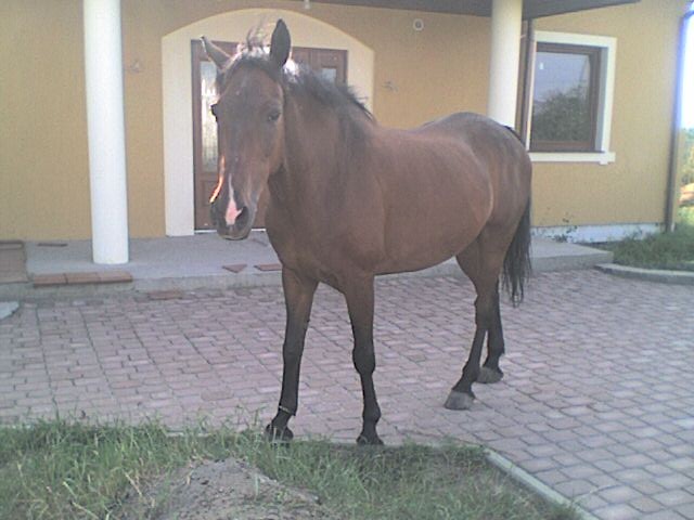 Hassanek...;