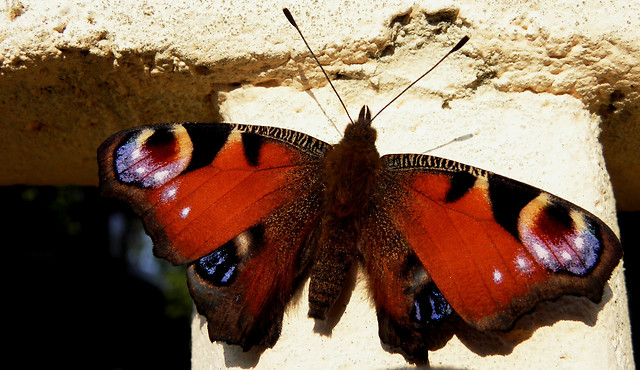 butterfly