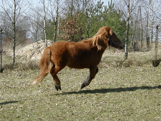 Luzia 