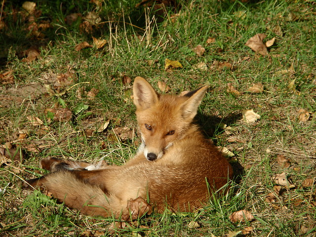 Wileski lis