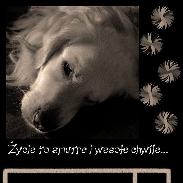 Wpis miejscowezycie