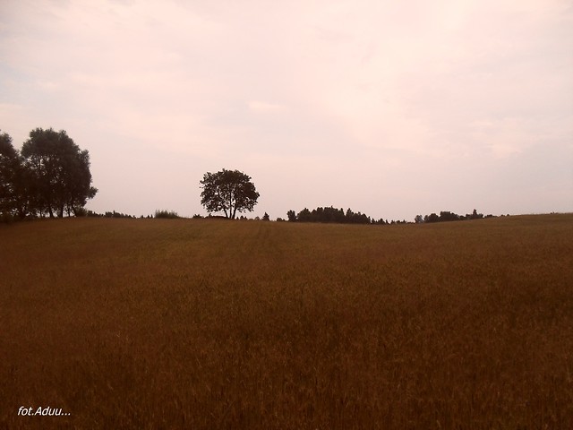 ZSEE