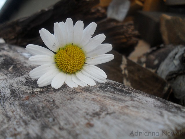 Wpis miodziophotography
