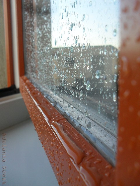 Wpis miodziophotography