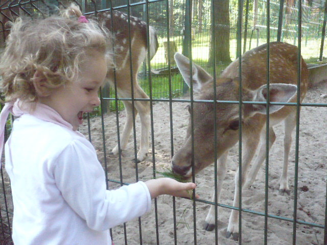 zoo