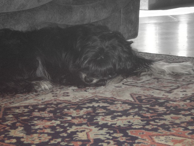 Bubcia ; **