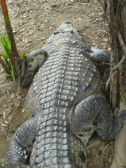 A big fat crocodile:P