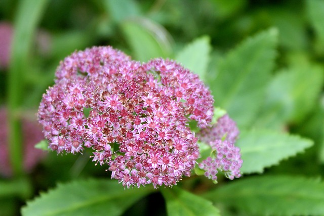 kwiatek