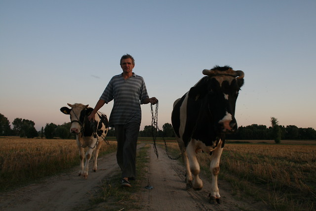wujek z krowami