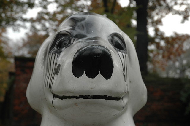 emodog