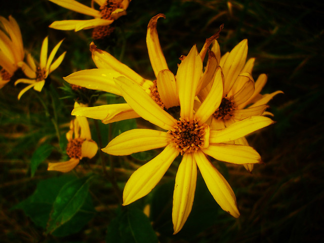 Wpis odlotowiec