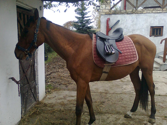 Wpis indigoboy