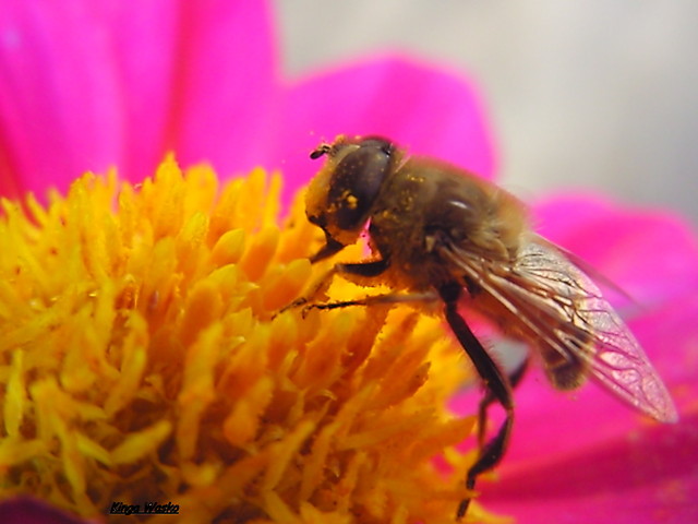 Wpis passerose