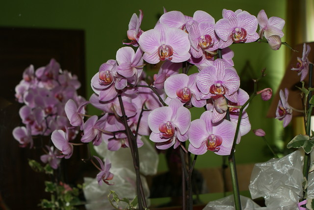 Orchidea na doni...