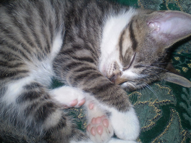 kotek...:)