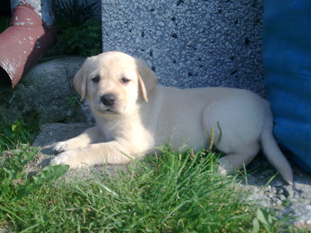 Leon 