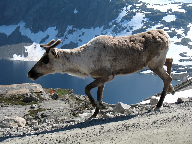 Norge 17