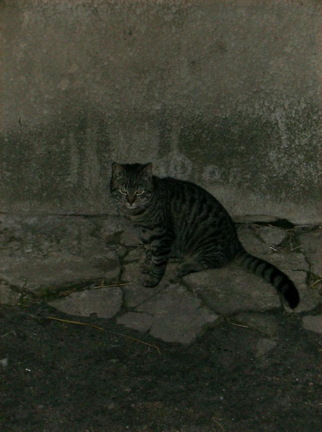 Figiel