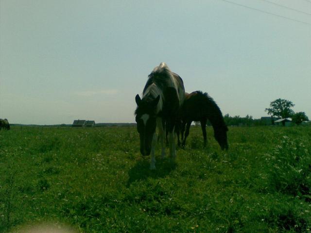 Ory