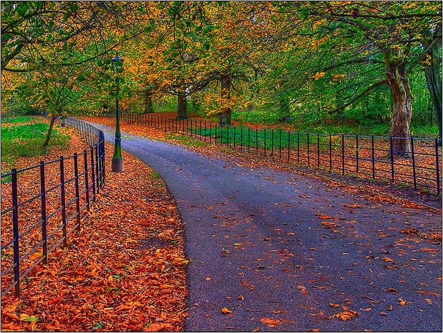 herbata czarna myli rozjania