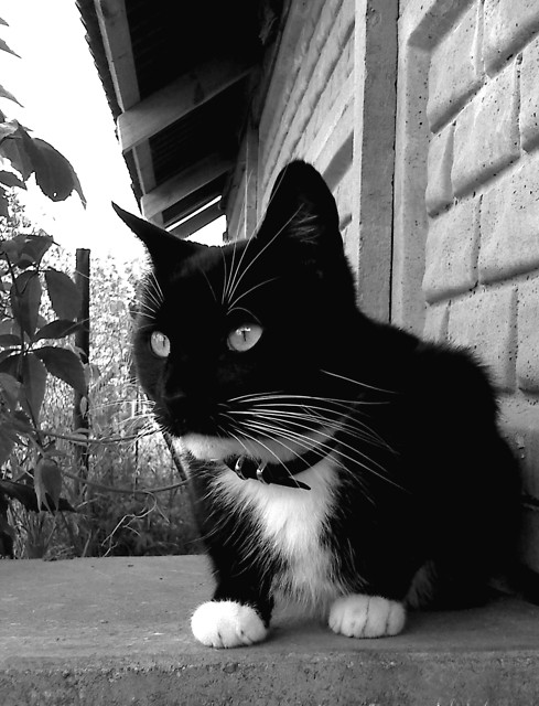 My little kitty!