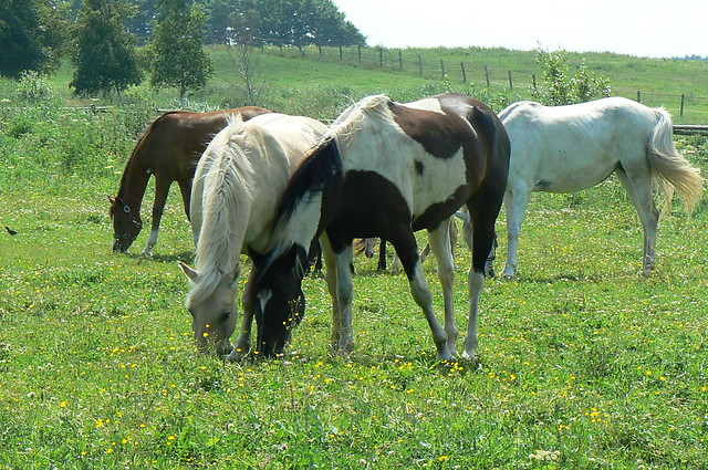 Boboliskie piknoci