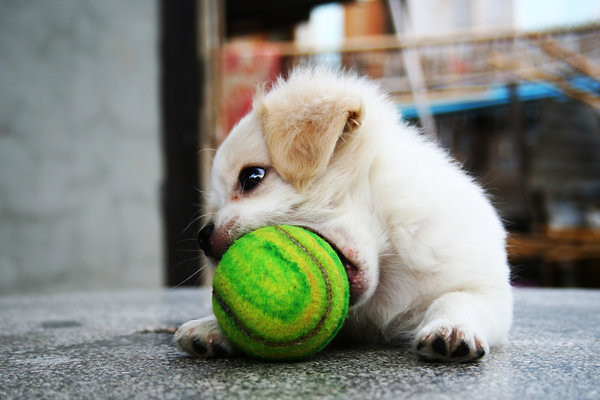 I love this puppy .! < 33
