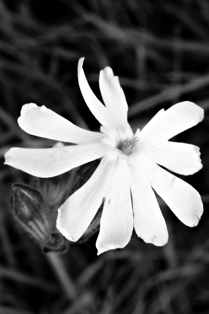 images,
