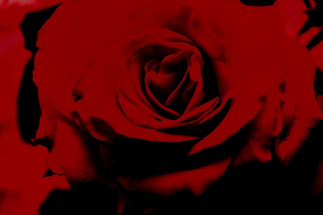 rose.