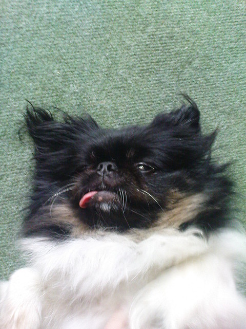 Wpis psychodelicdog