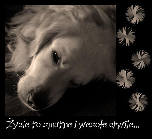 Wpis uwazajbogryzex3