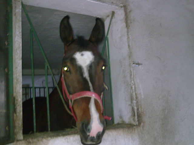 Belka;*